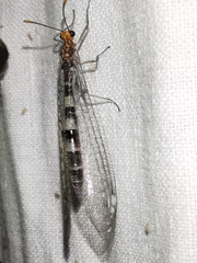 Megistopus flavicornis