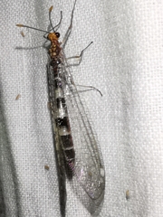 Megistopus flavicornis