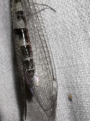 Megistopus flavicornis