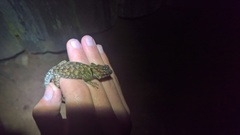Sceloporus tanneri