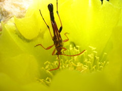 Strangalia virilis