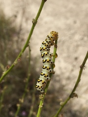Cucullia scrophulariae