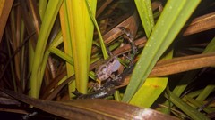 Eleutherodactylus syristes