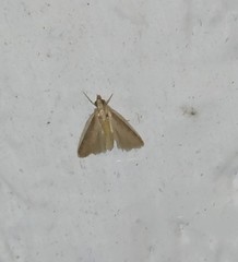Pyrausta inornatalis