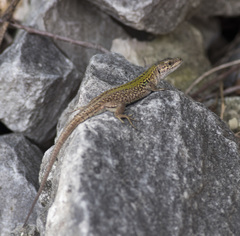 Podarcis siculus campestris