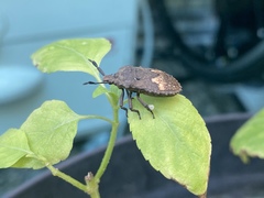 Megymenum brevicorne