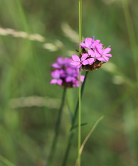 Dianthus andrzejowskianus