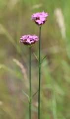 Dianthus andrzejowskianus