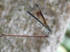 Euphaea decorata