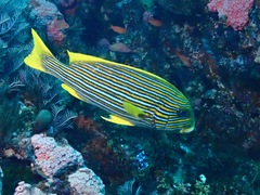 Plectorhinchus polytaenia