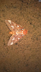 Citheronia azteca