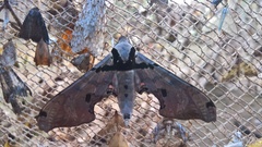Adhemarius gannascus