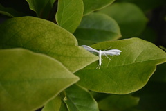 Pterophorus