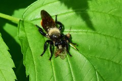 Laphria janus