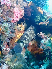 Epinephelus coeruleopunctatus