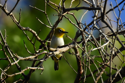 Pale-bellied White-eye (Zosterops consobrinorum), photo 2