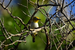 Pale-Bellied White-Eye photo 3