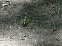 Dendrotettix quercus