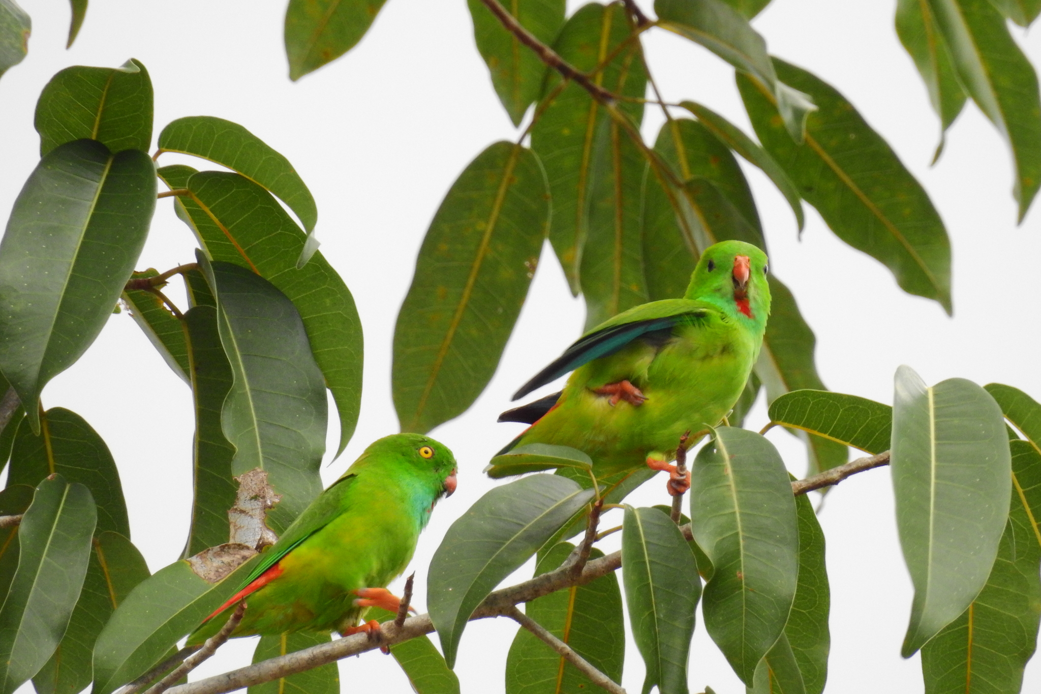 Pygmy Hanging Parrot (Loriculus exilis), photo 6