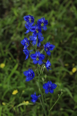 Delphinium malabaricum