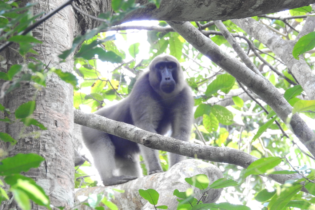 Booted Macaque