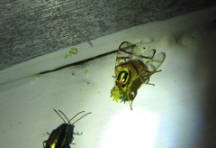 Zonosemata vittigera