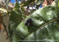 Megachile amparo