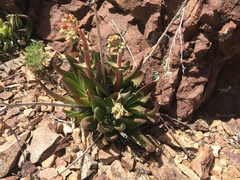 Dudleya saxosa collomiae