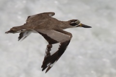 Esacus recurvirostris