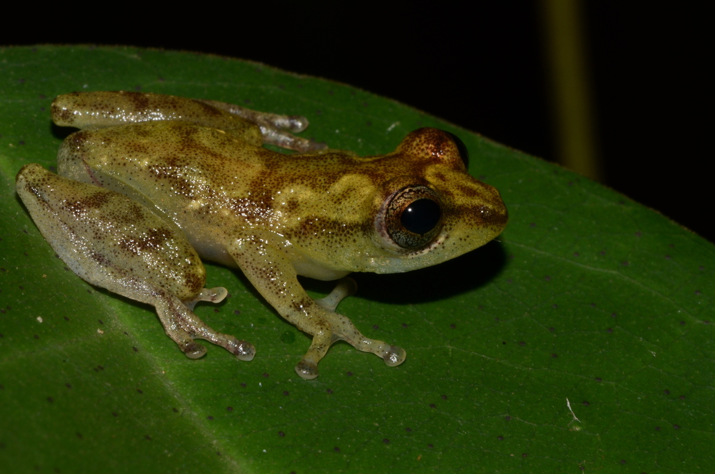 Camp Kivu Reed Frog