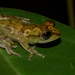 Camp Kivu Reed Frog - Photo no rights reserved, uploaded by Marius Burger