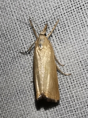 Xanthocrambus caducellus