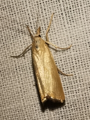 Xanthocrambus caducellus