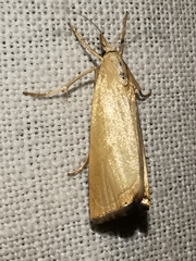 Xanthocrambus caducellus