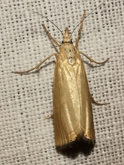 Xanthocrambus caducellus
