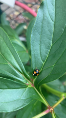 Brachiacantha ursina