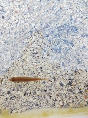 Ctenolabrus rupestris