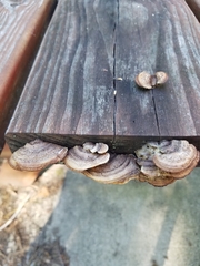 Gloeophyllum abietinum