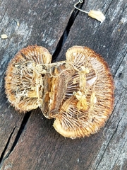 Gloeophyllum abietinum