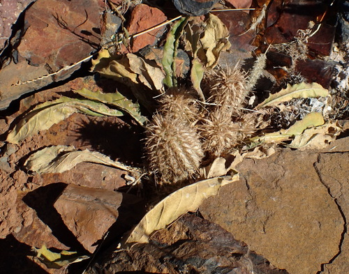 Image of Acanthopsis hoffmannseggiana by (c) Nicola van Berkel, some rights reserved (CC BY-SA)