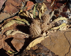 Acanthopsis hoffmannseggiana