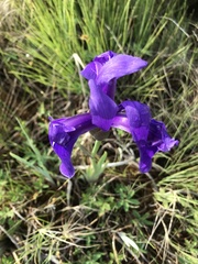 Iris laevigata