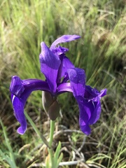 Iris laevigata
