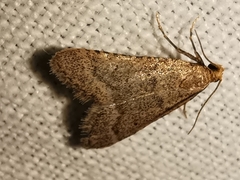 Bostra obsoletalis