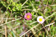 Erigeron karvinskianus image