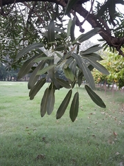 Magnoliopsida