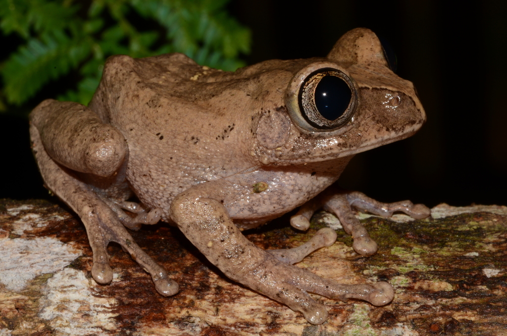 Aubry's Tree Frog