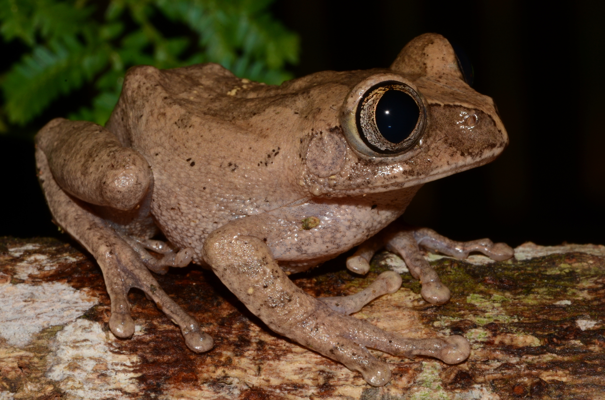 Leptopelis aubryi (Duméril, 1856)