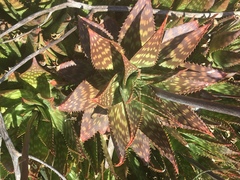 Aloe maculata