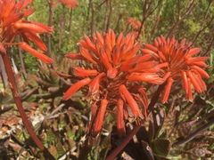 Aloe maculata